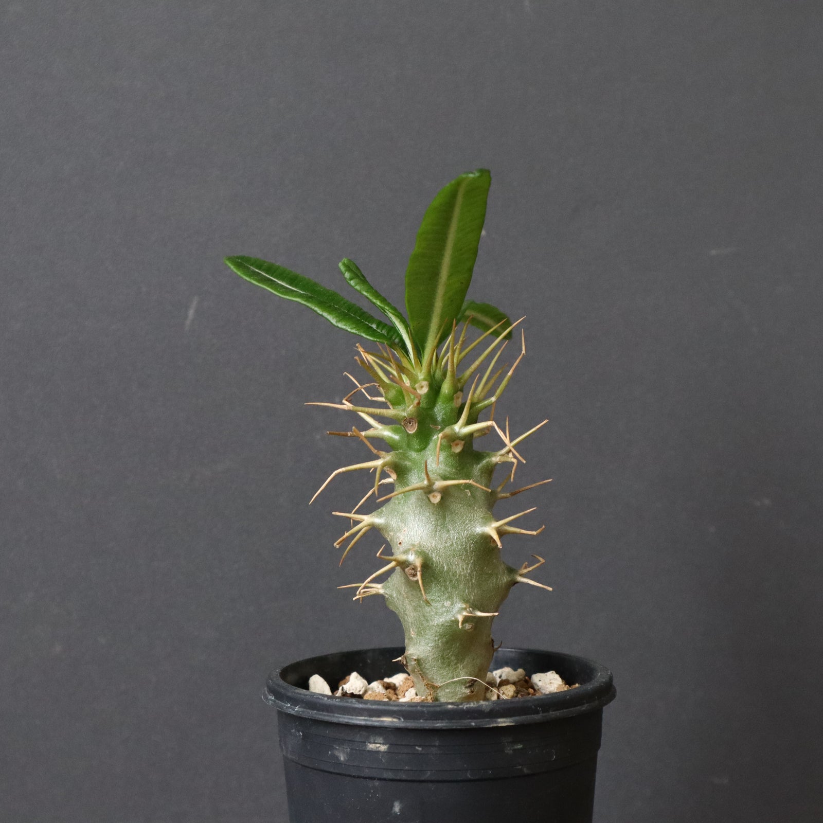 P.アンボンゲンセ（実生）33 – TaiShoDo ONLINE SHOP