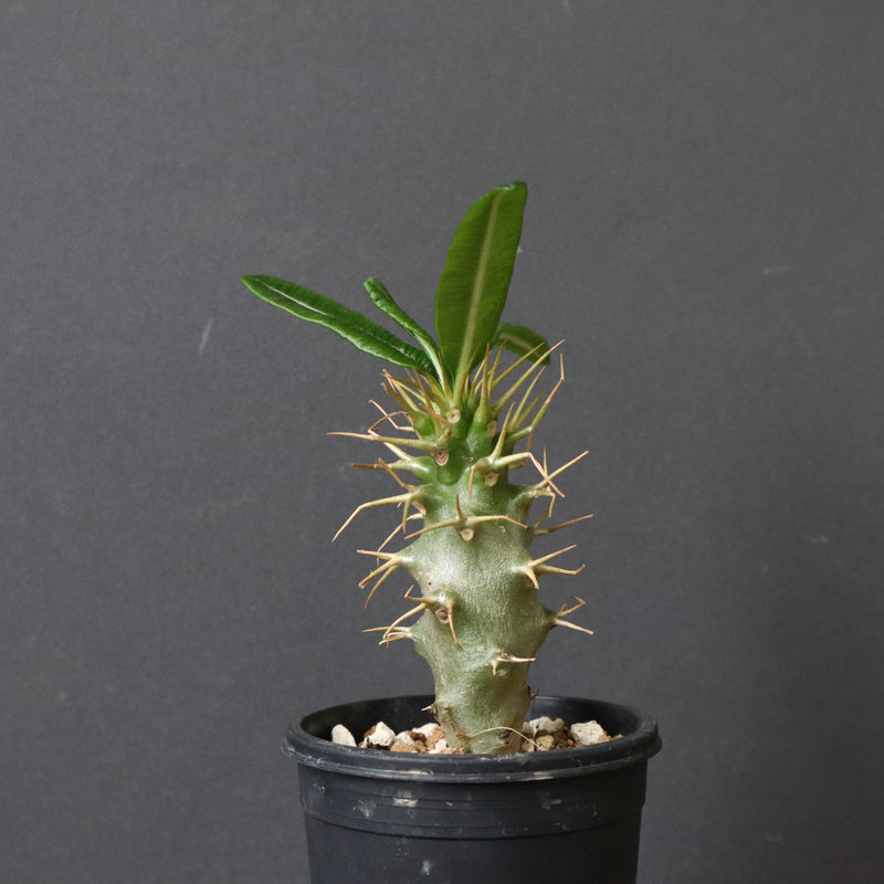 P.アンボンゲンセ（実生）33 – TaiShoDo ONLINE SHOP