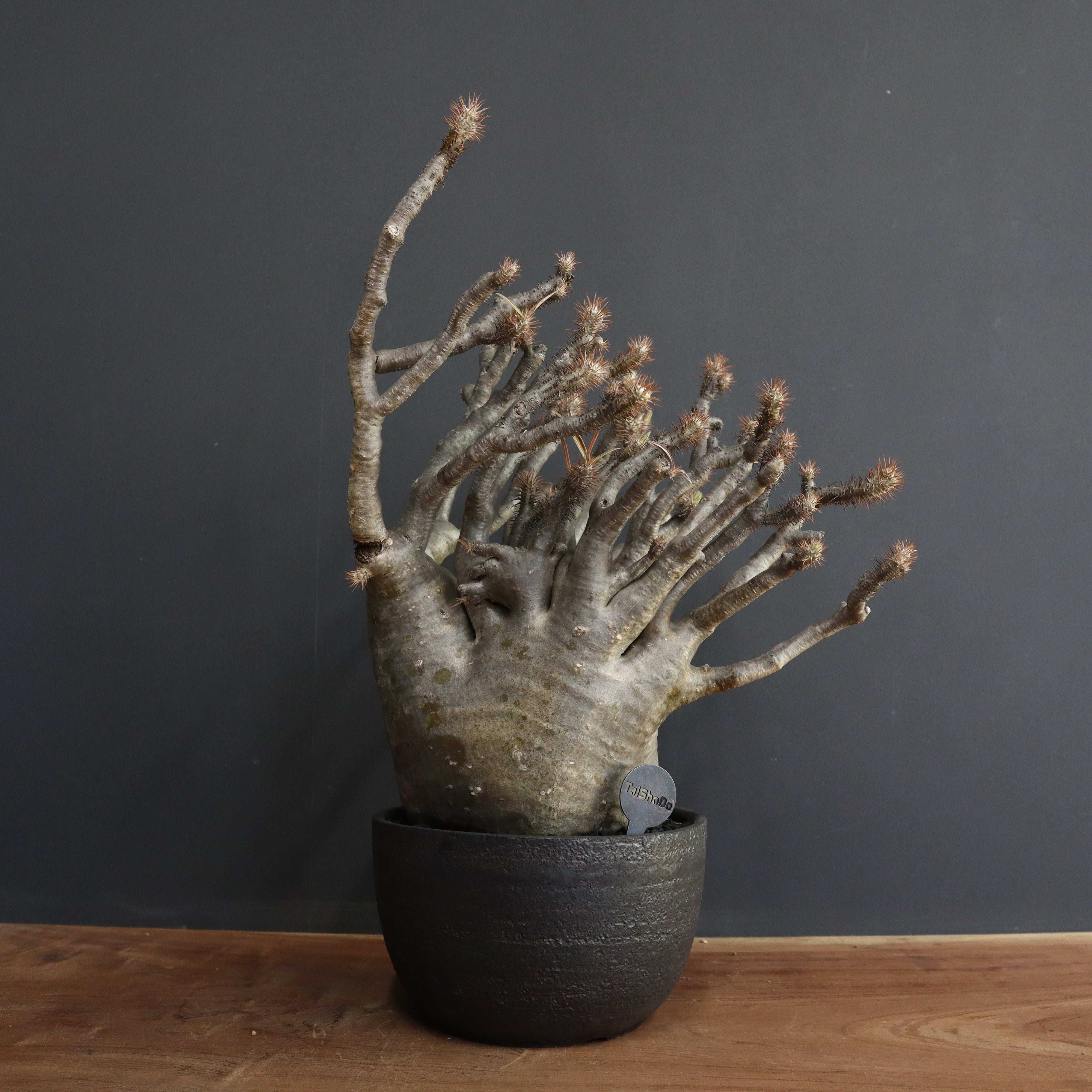 PG40 パキポディウム グラキリス 発根済 現地株 PG21 パキポディウム グラキリス 未発根株