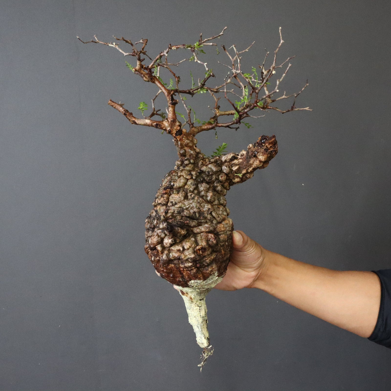 現地発根株】O.パキプス EC985 – TaiShoDo ONLINE SHOP