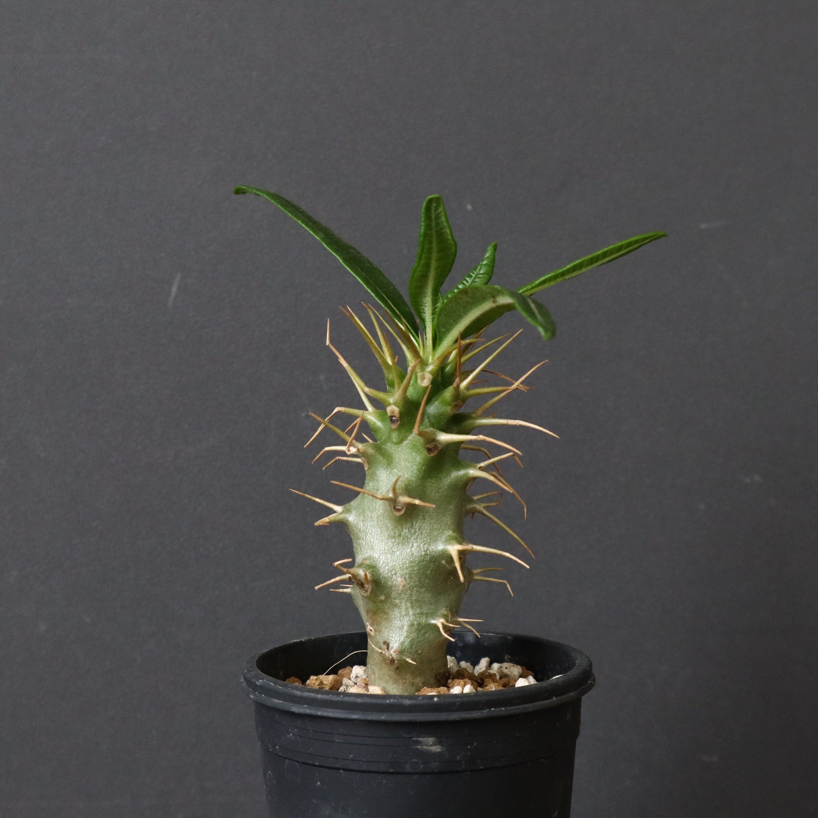 P.アンボンゲンセ（実生）33 – TaiShoDo ONLINE SHOP