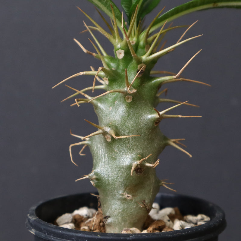 P.アンボンゲンセ（実生）33 – TaiShoDo ONLINE SHOP