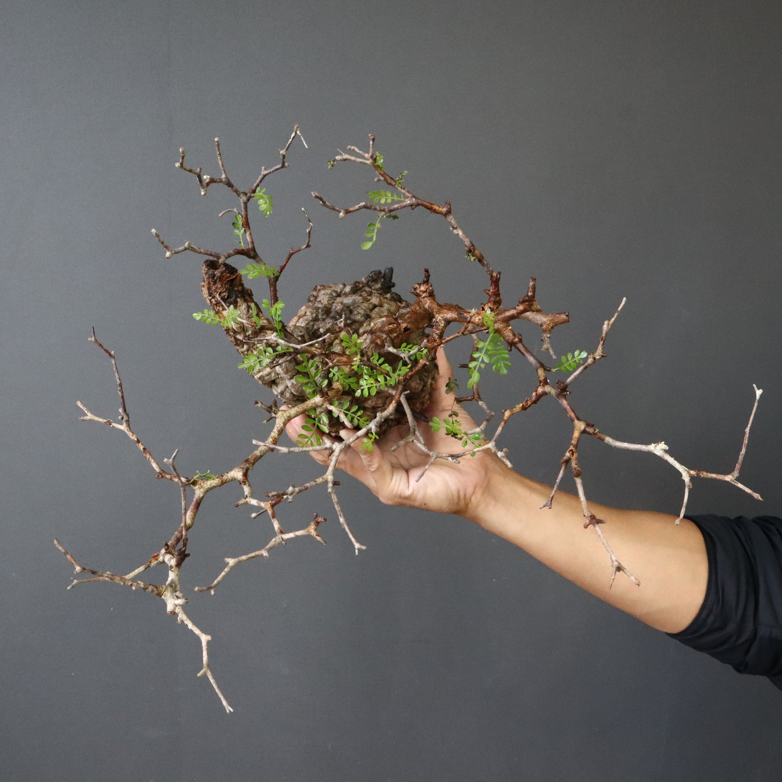 現地発根株】O.パキプス EC985 – TaiShoDo ONLINE SHOP