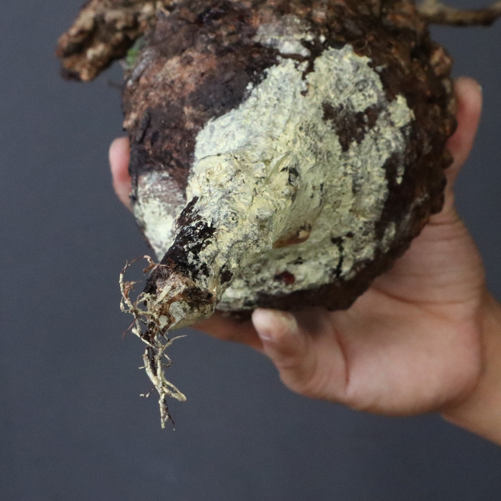 現地発根株】O.パキプス EC985 – TaiShoDo ONLINE SHOP