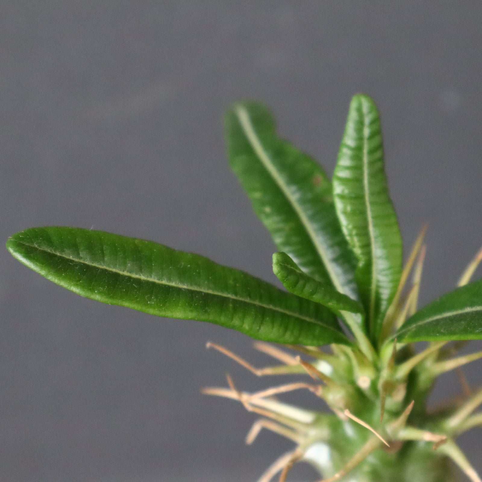 P.アンボンゲンセ（実生）33 – TaiShoDo ONLINE SHOP