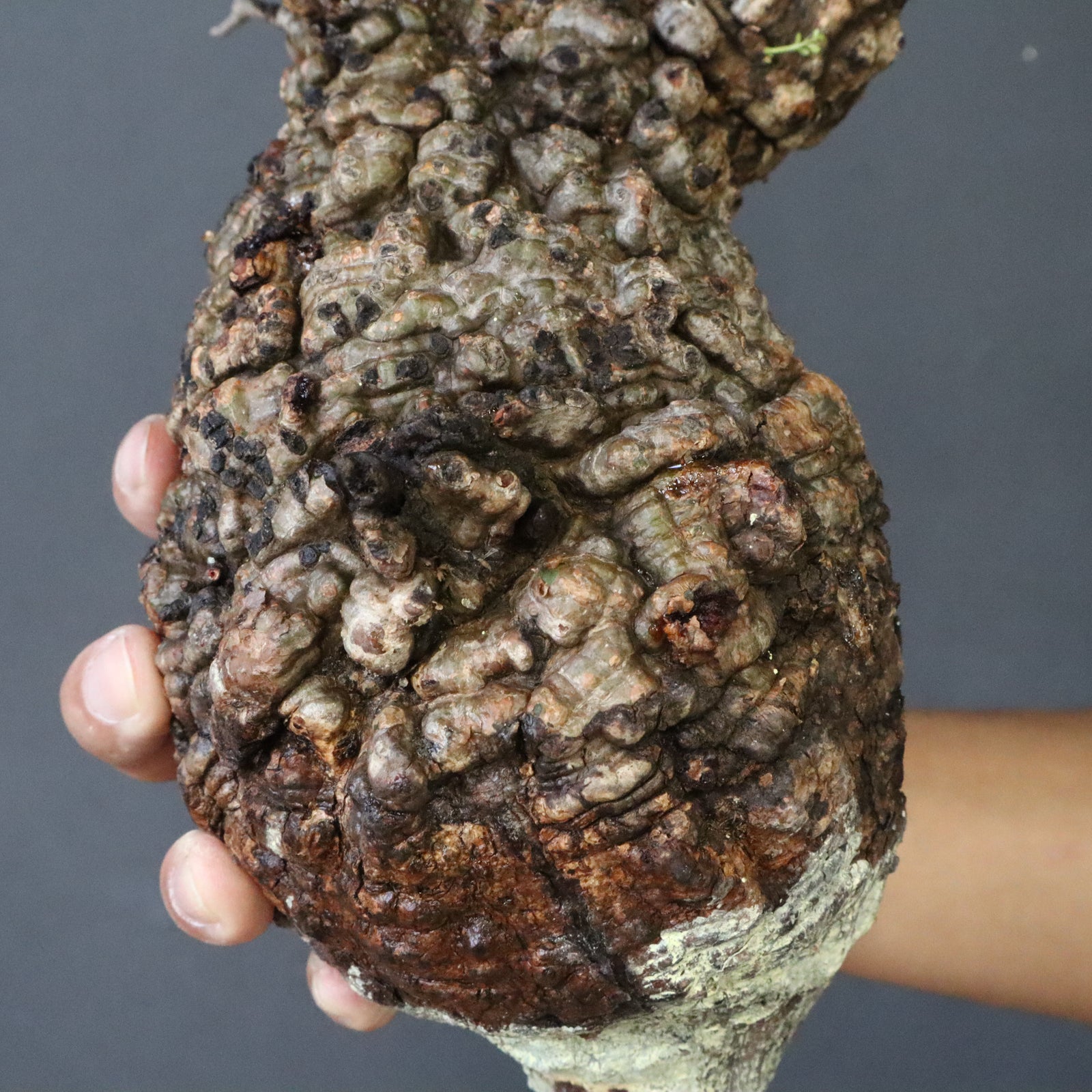 現地発根株】O.パキプス EC985 – TaiShoDo ONLINE SHOP