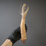 【ベアルート】バオバブ  S8