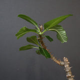 P.ウィンゾリー EC577
