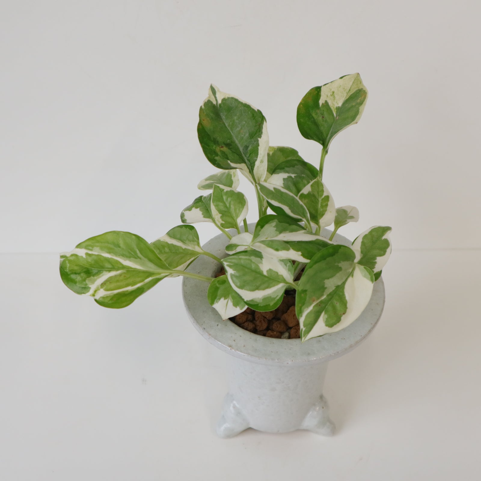 ポトス – TaiShoDo ONLINE SHOP ポトス – TaiShoDo ONLINE SHOP