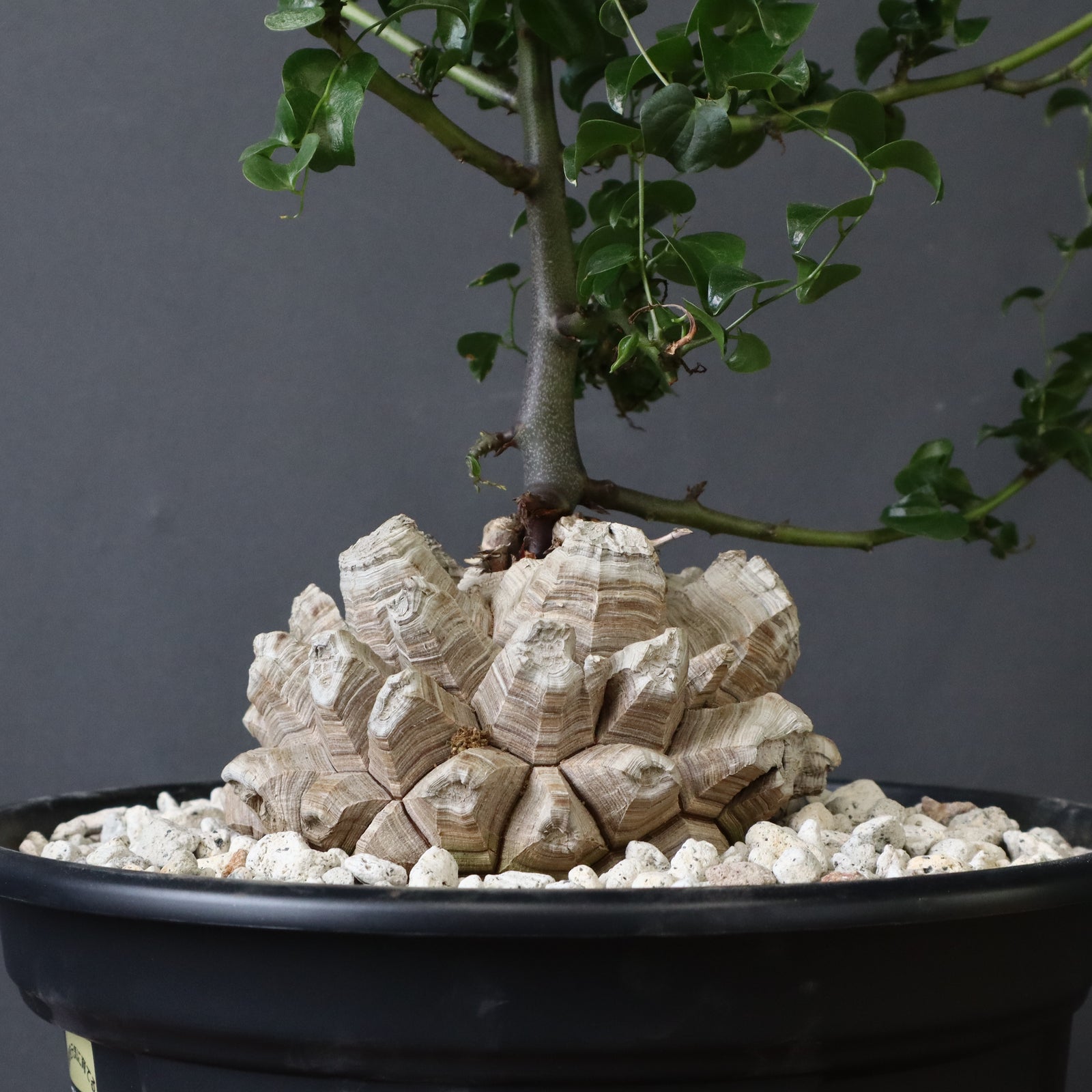 心*-様 亀甲竜 亀甲竜 EC1235 – TaiShoDo ONLINE SHOP