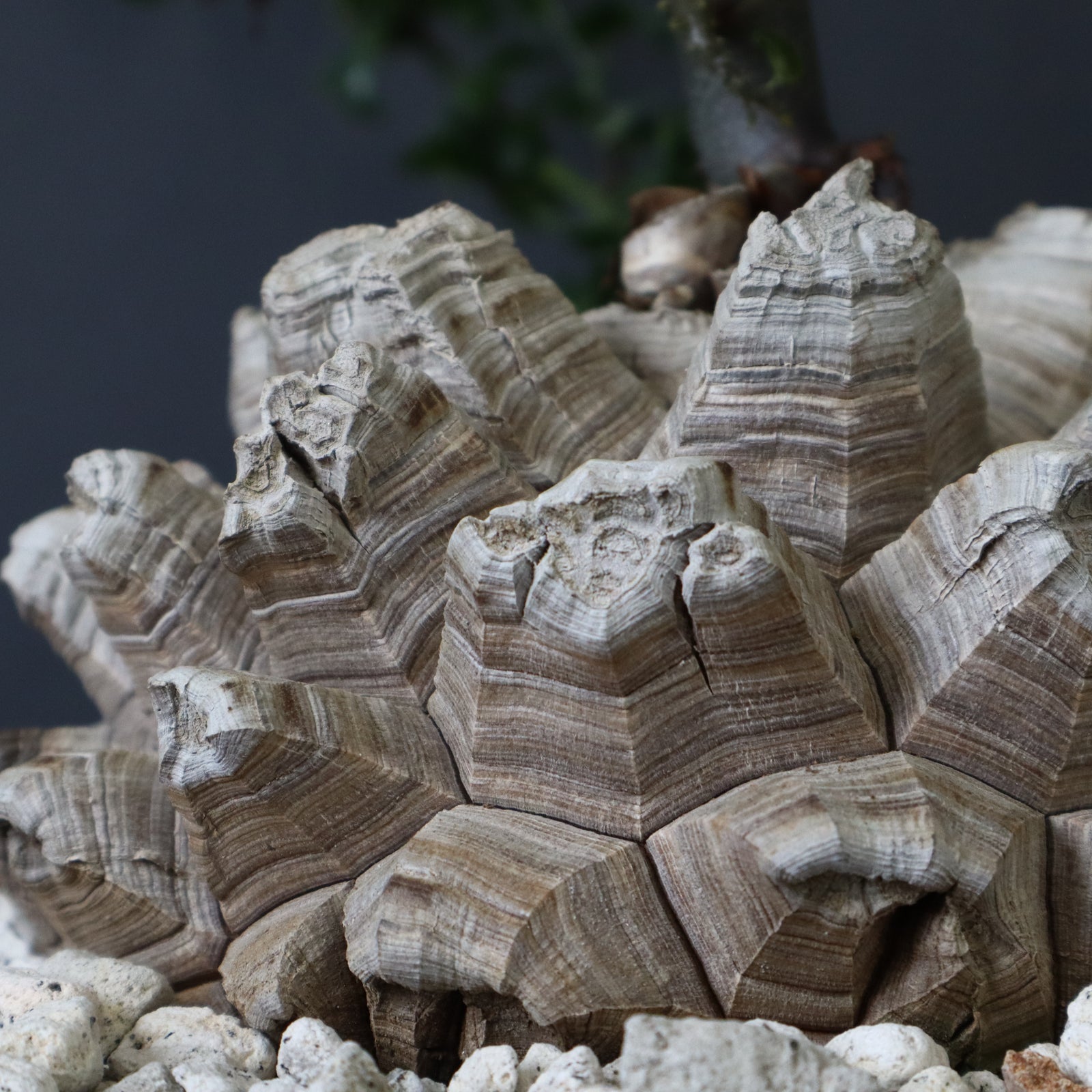 ★☆亀甲竜　良型　ゴツゴツ株☆★ 亀甲竜 良型 ゴツゴツ株