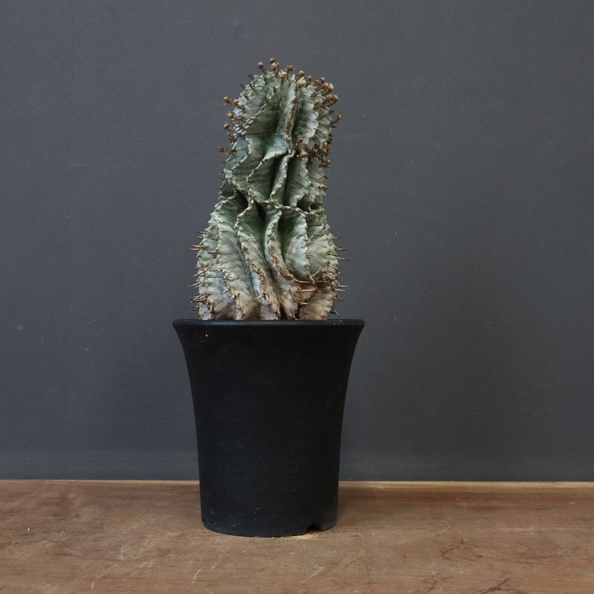 ユーフォルビア – TaiShoDo ONLINE SHOP