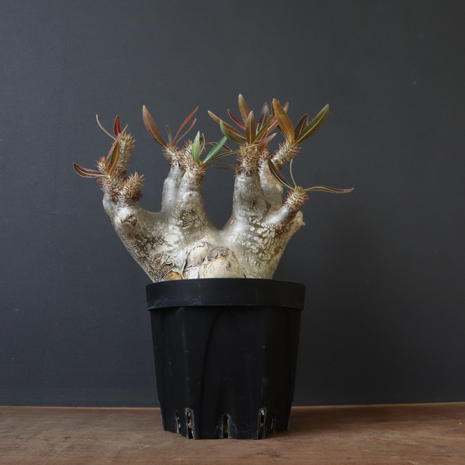 パキポディウム  イノピナツム パキポディウム・イノピナツム | trigger