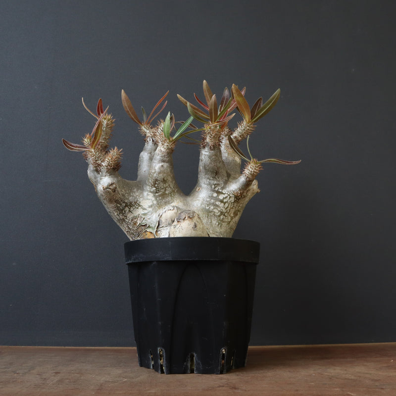 P.イノピナツム 19 – TaiShoDo ONLINE SHOP