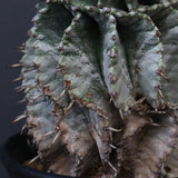 E.ホリダ EC576