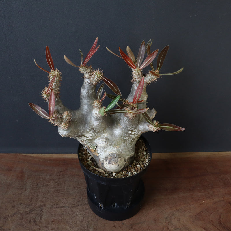 P.イノピナツム 19 – TaiShoDo ONLINE SHOP