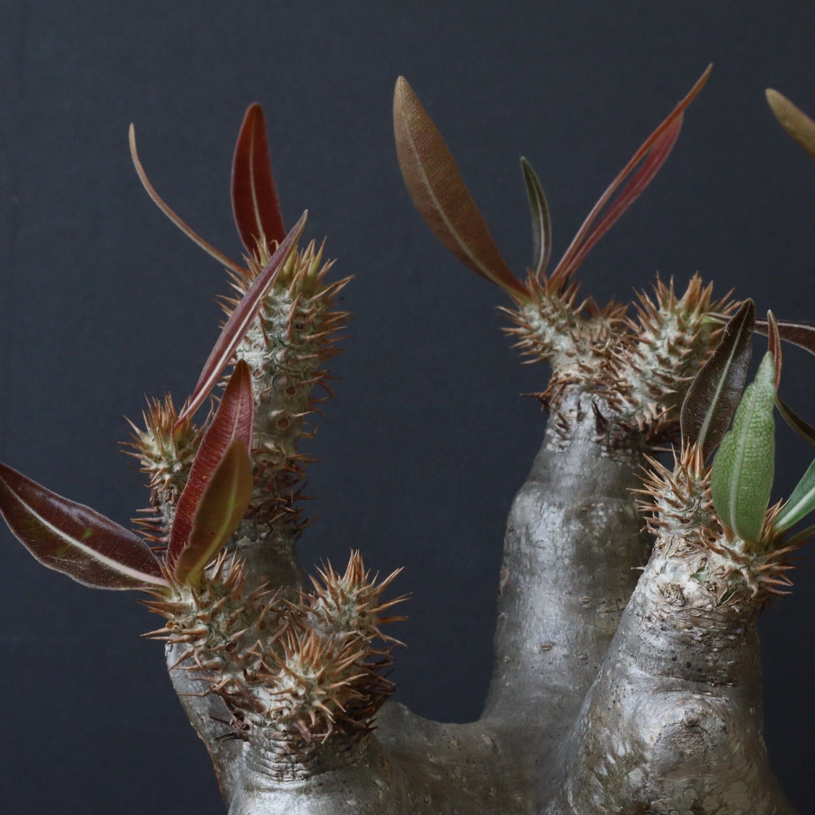 イノピナツム 20粒 イノピナツム 20粒 パキポディウム イノピナツム | GREEN LUCK