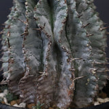 E.ホリダ EC576