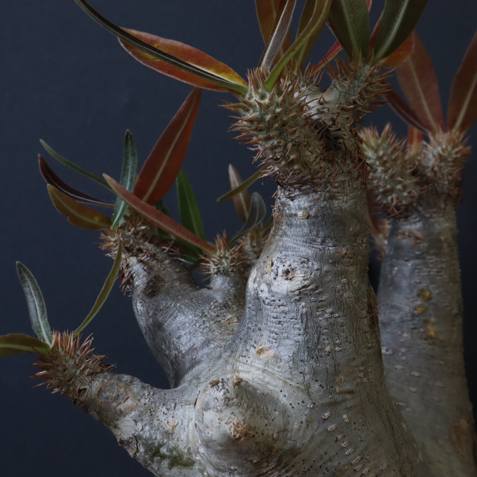 P.イノピナツム 19 – TaiShoDo ONLINE SHOP