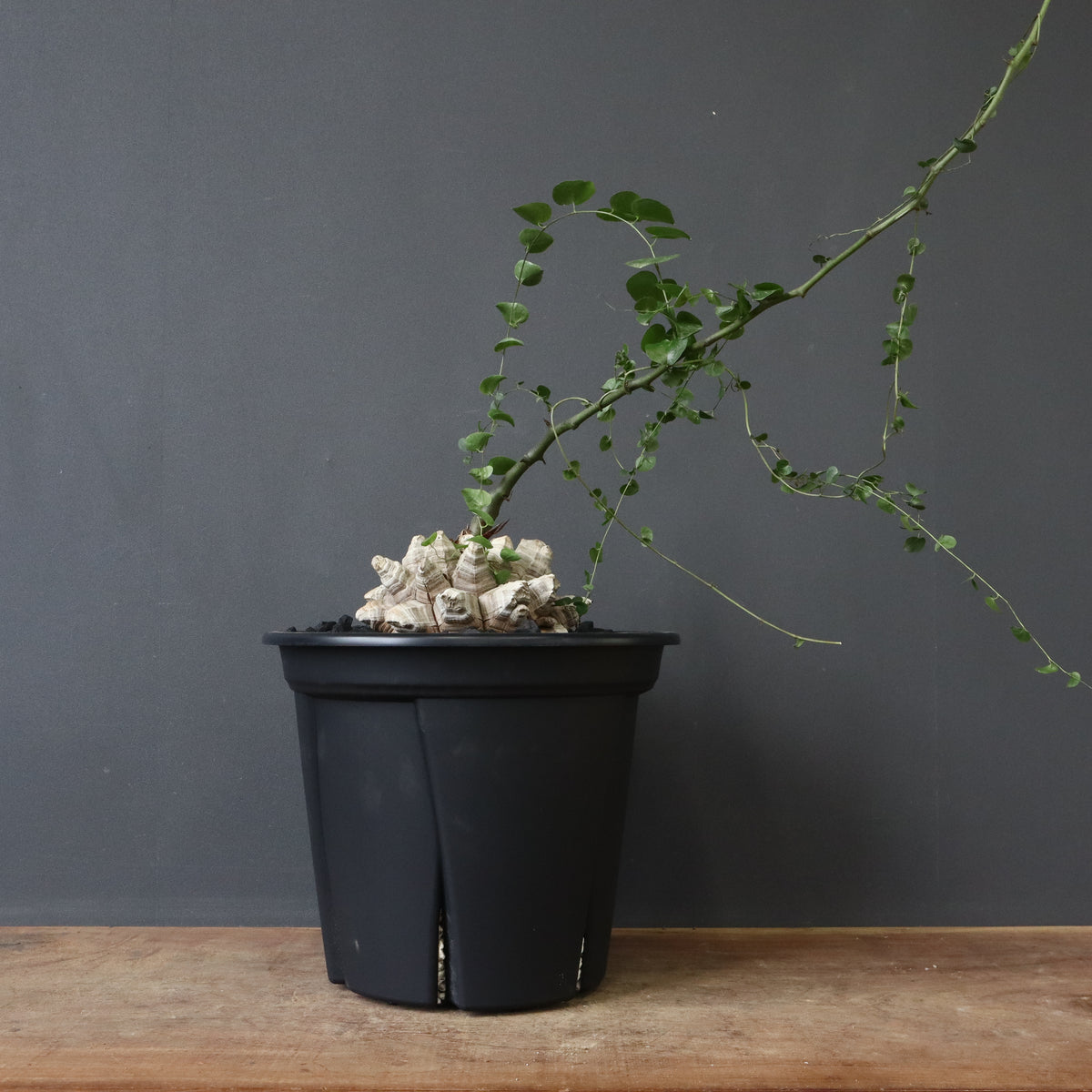 TaiShoDo ONLINE SHOP 塊根植物 多肉植物通販