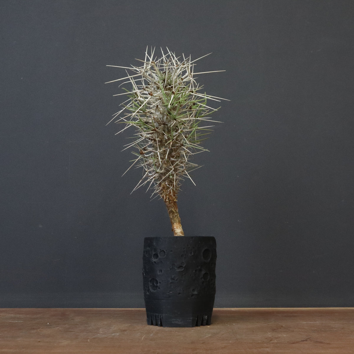 中型 塊根植物 生育中 0087 「塊根植物」メストクレマ 中 抜き苗【美株・多肉植物・Mestoklema】