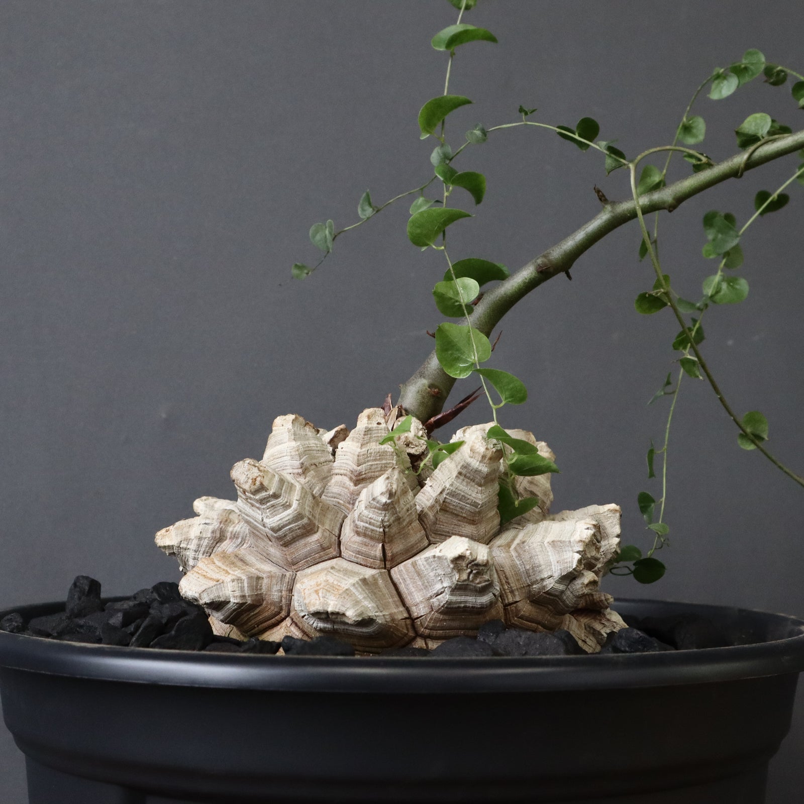 亀甲竜 EC1231 – TaiShoDo ONLINE SHOP