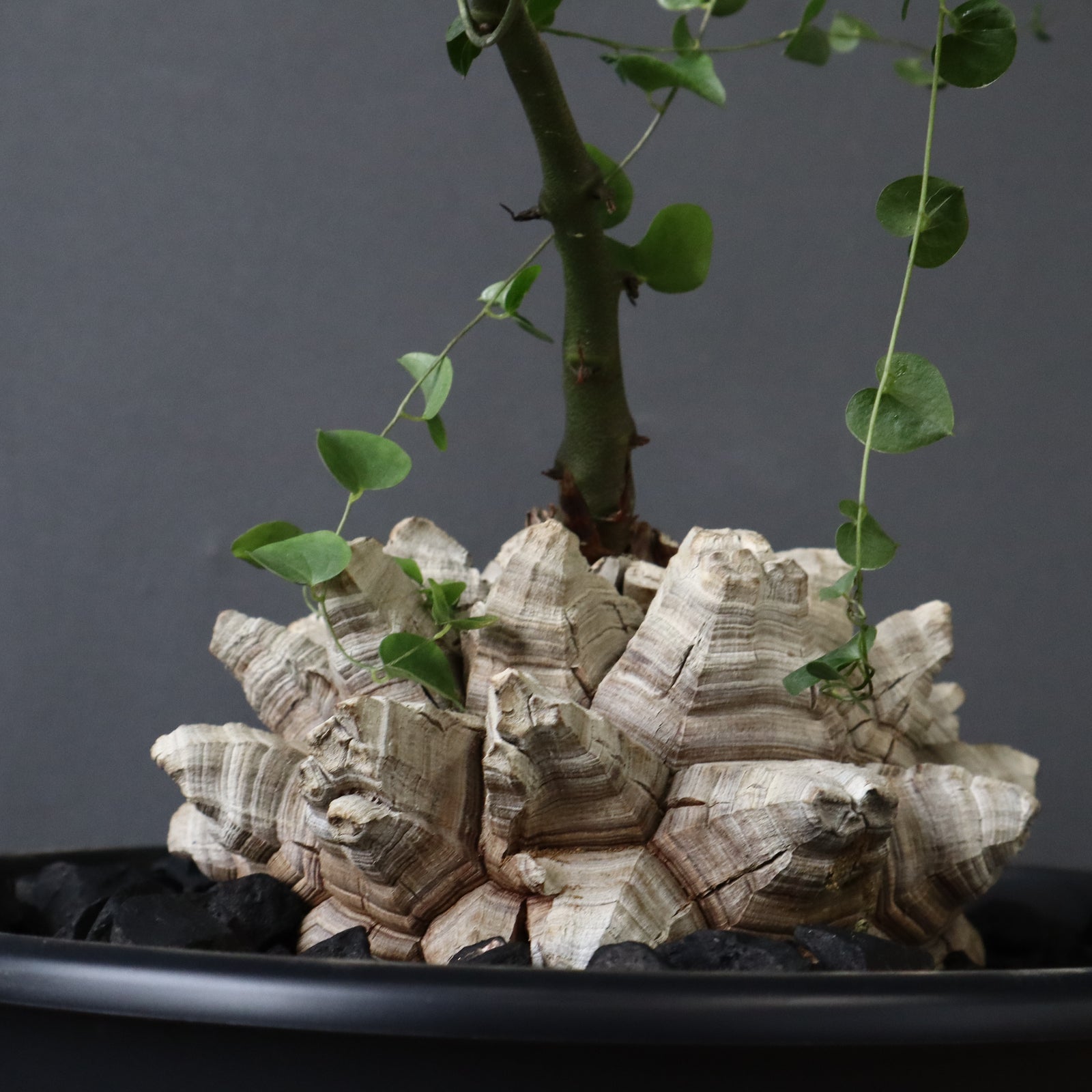 亀甲竜 EC1231 – TaiShoDo ONLINE SHOP