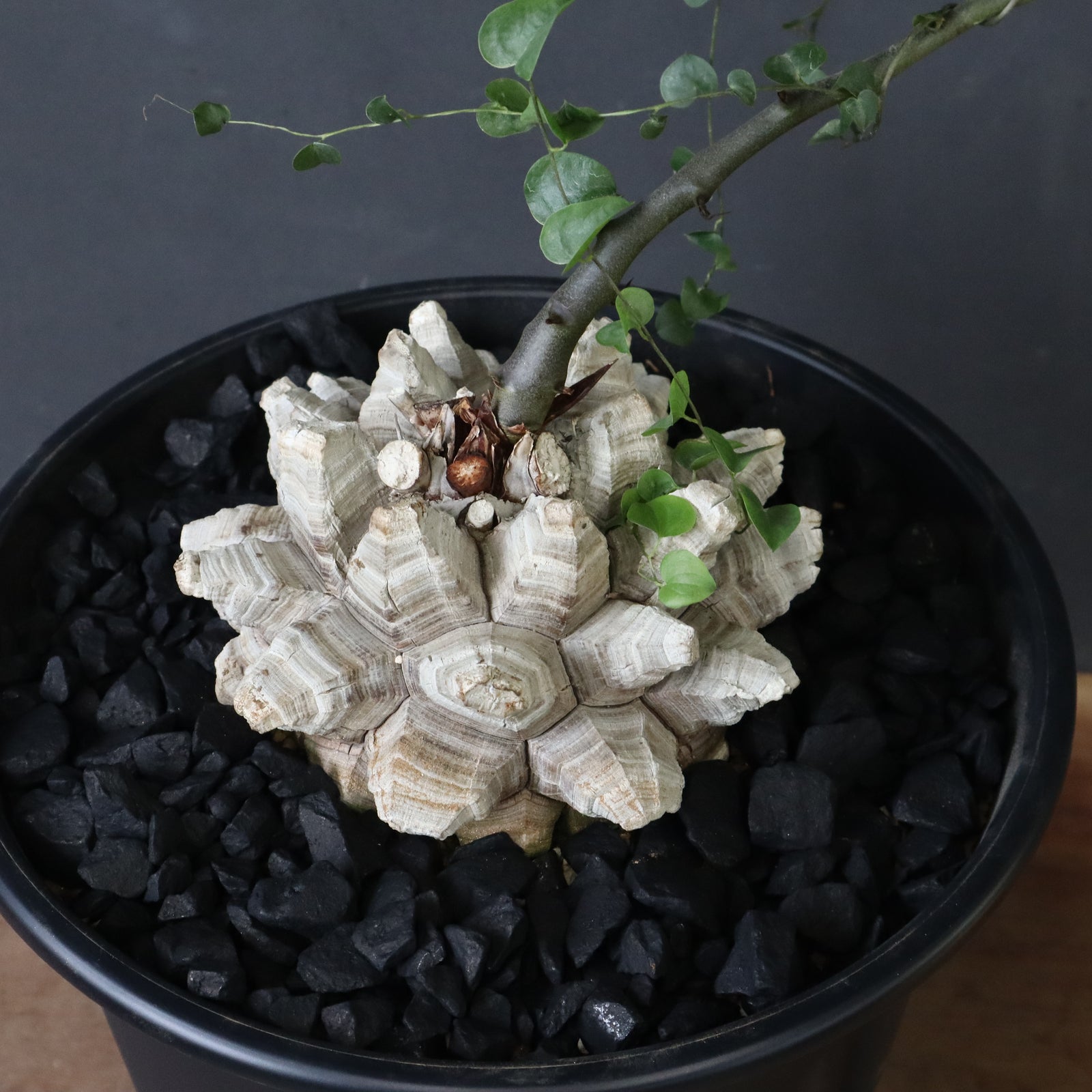 亀甲竜 EC1231 – TaiShoDo ONLINE SHOP