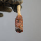 【ベアルート】バオバブ  SS4