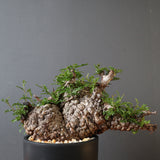 O.パキプス 1747