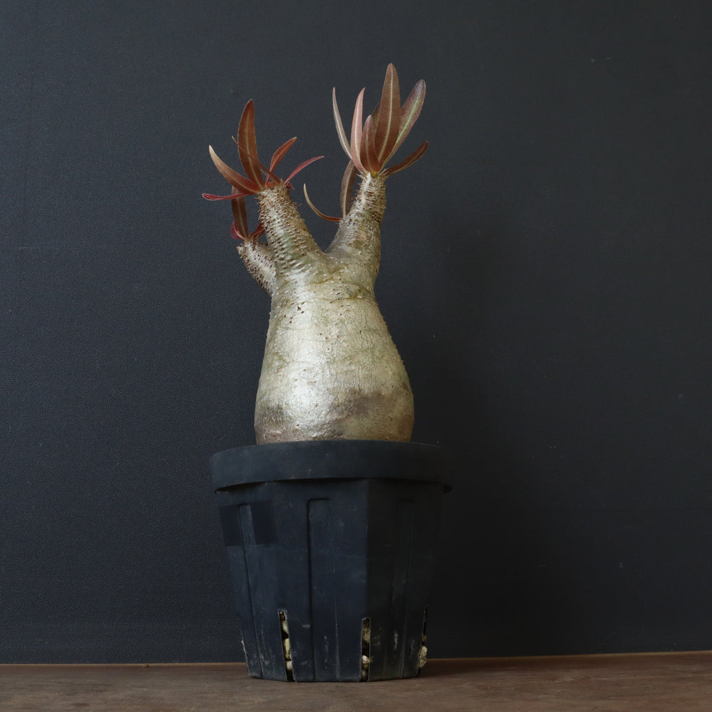 P.イノピナツム 17 – TaiShoDo ONLINE SHOP