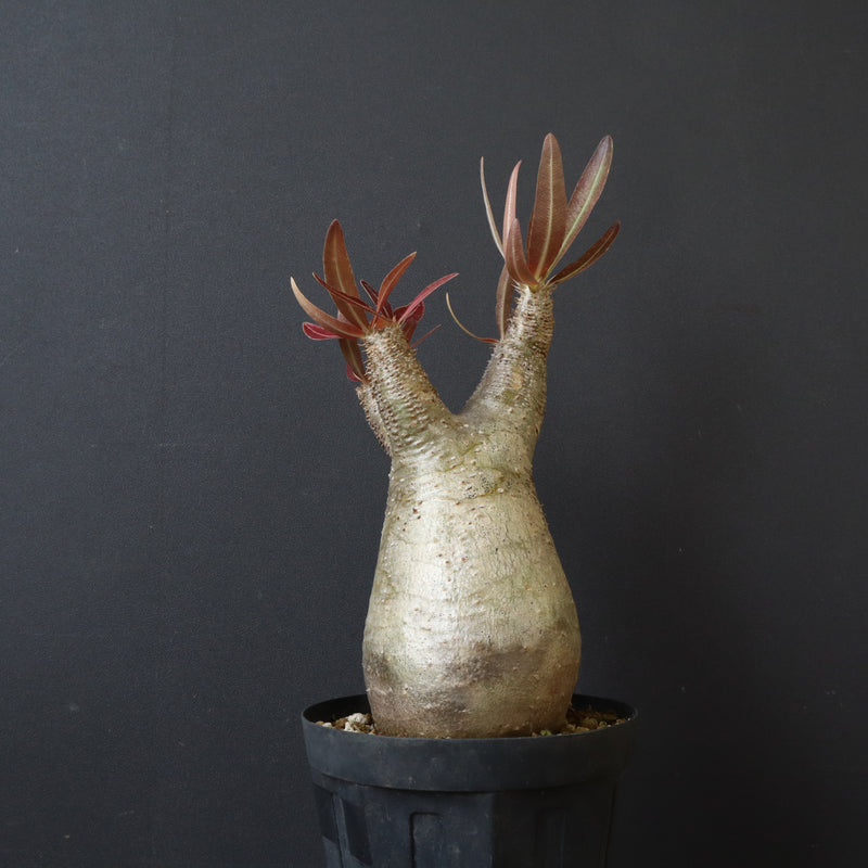 P.イノピナツム 17 – TaiShoDo ONLINE SHOP