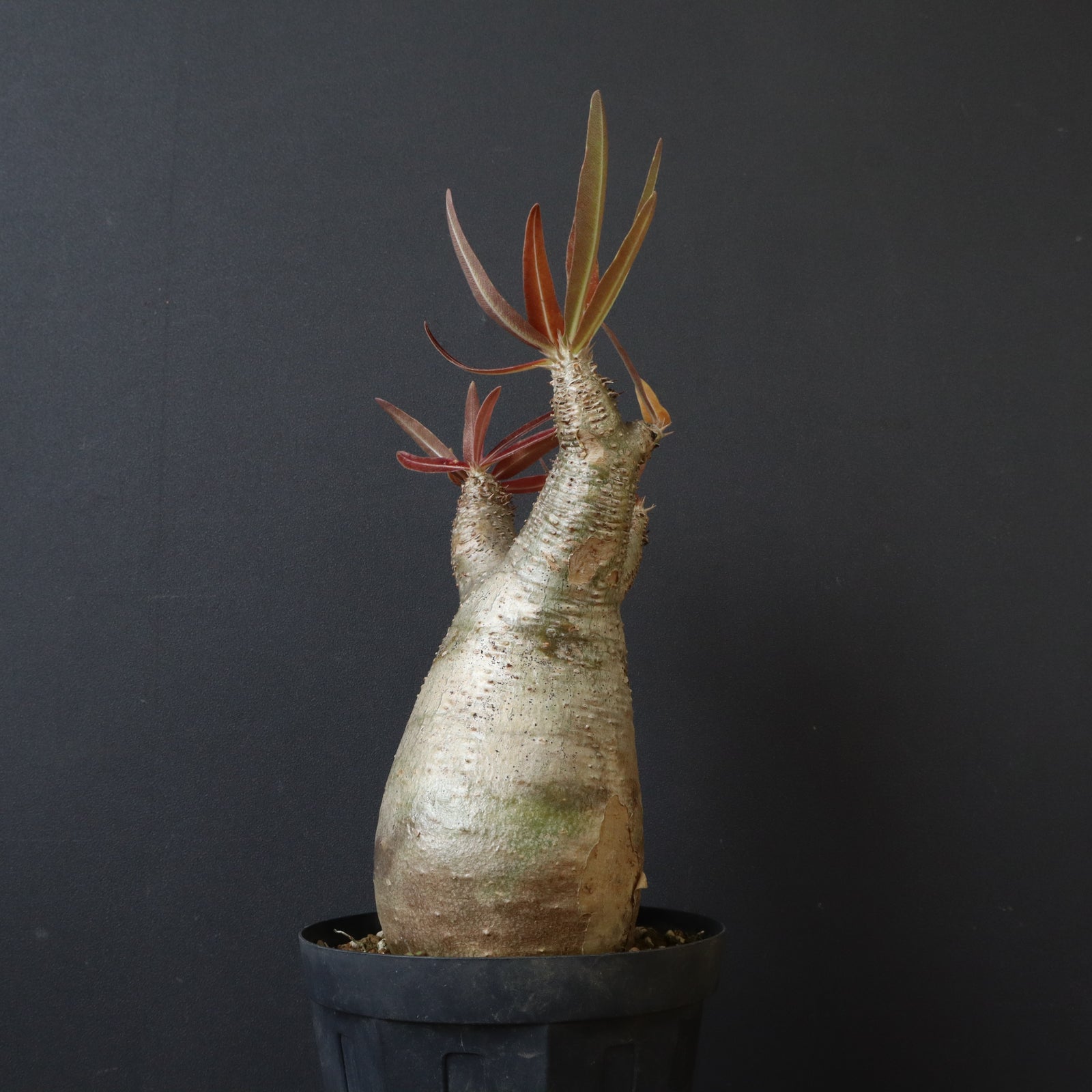 P.イノピナツム 17 – TaiShoDo ONLINE SHOP