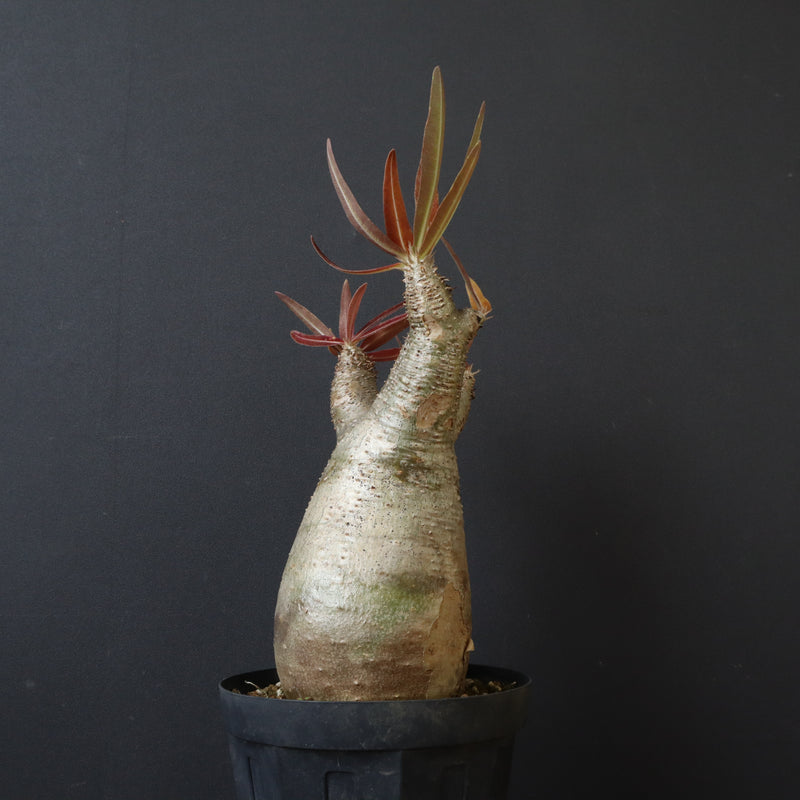 発根済み　パキポディウムイノピナーツム fit=scale-down,w=1200