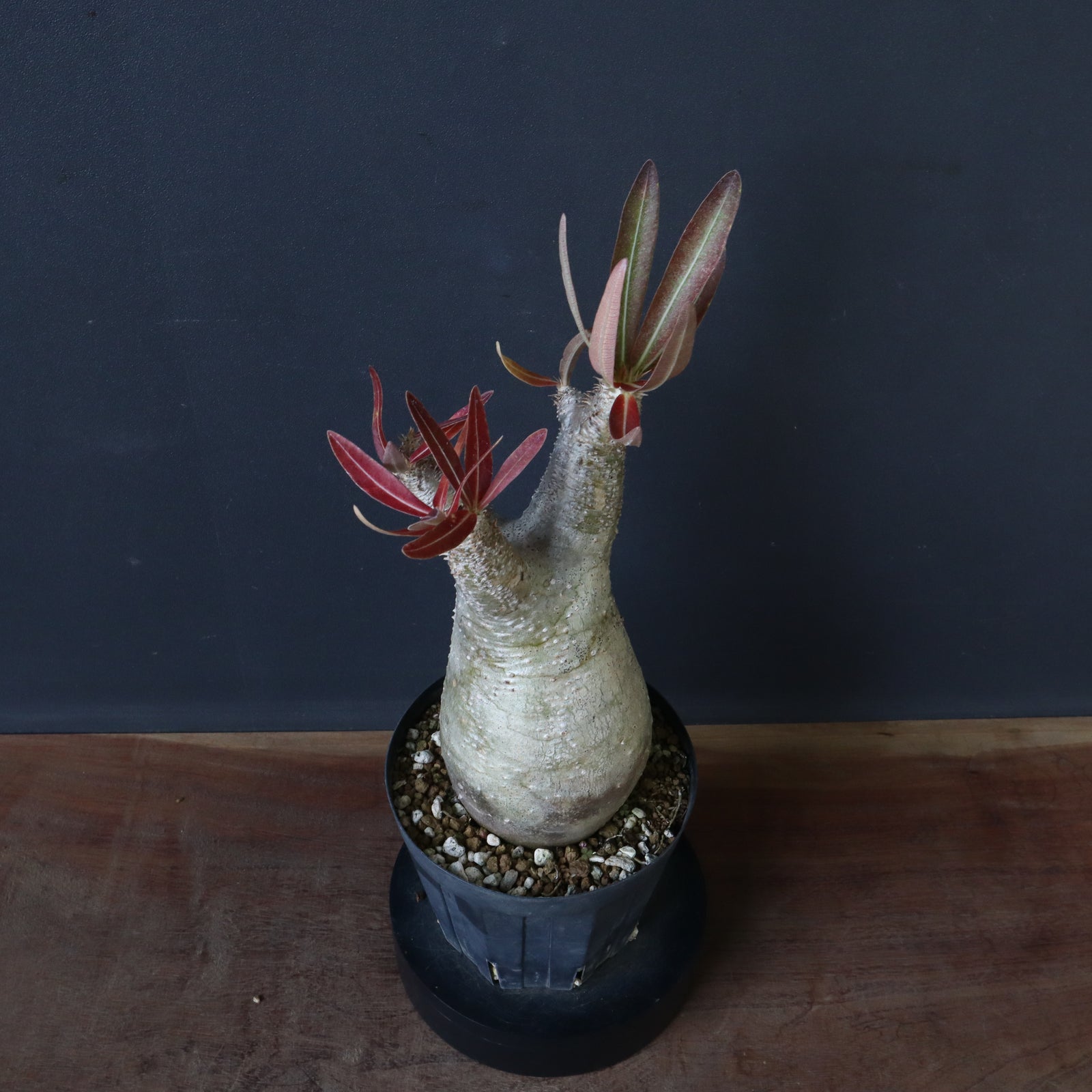 発根済み　パキポディウムイノピナーツム パキポディウムイノピナツム | STORES