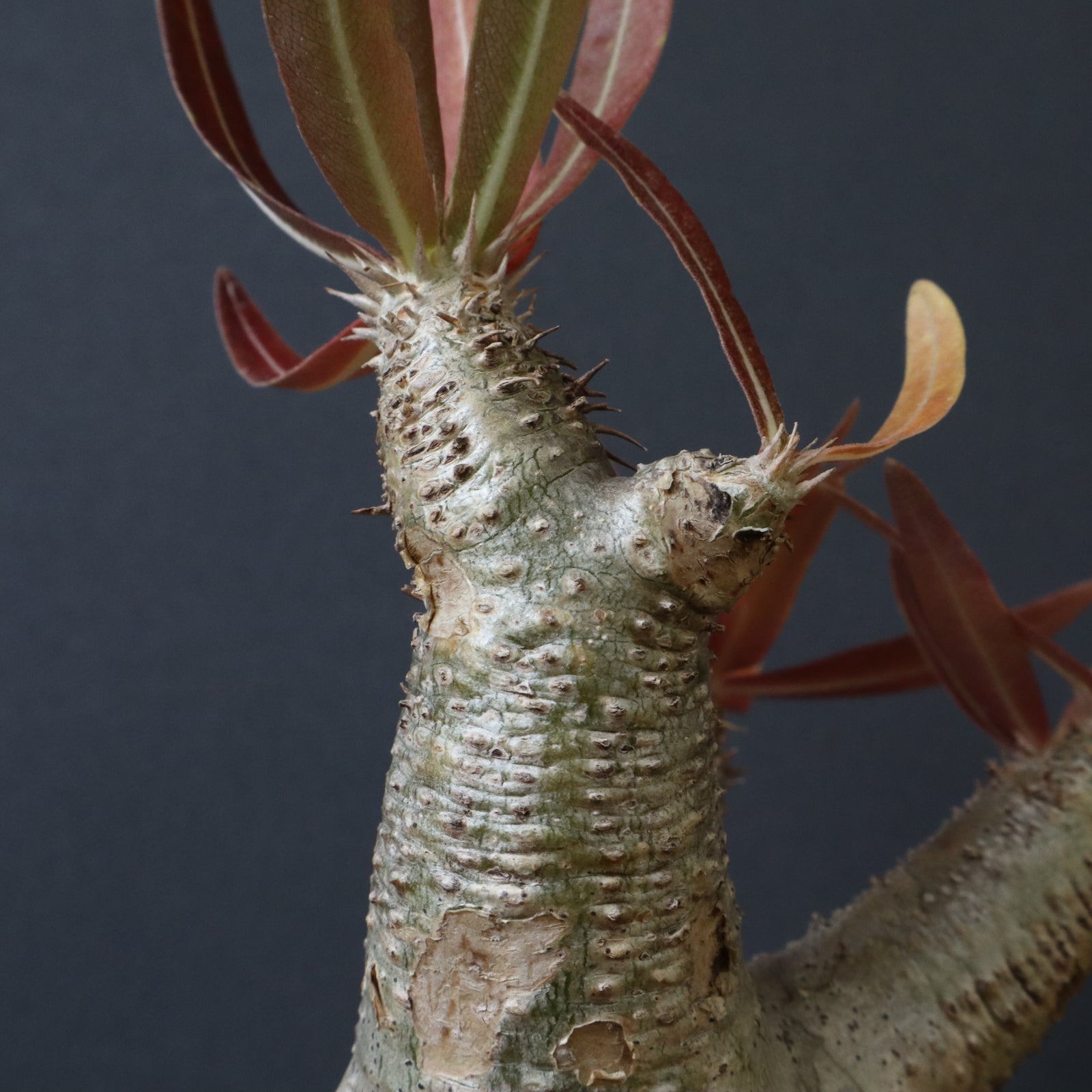 P.イノピナツム 17 – TaiShoDo ONLINE SHOP