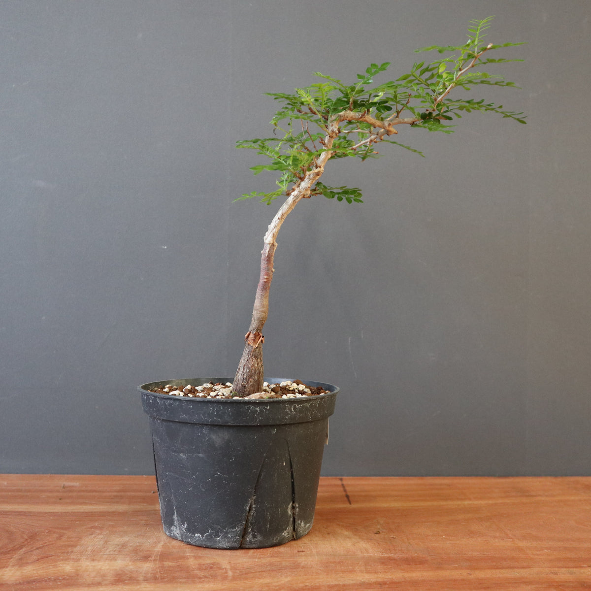 TaiShoDo ONLINE SHOP 塊根植物 多肉植物通販