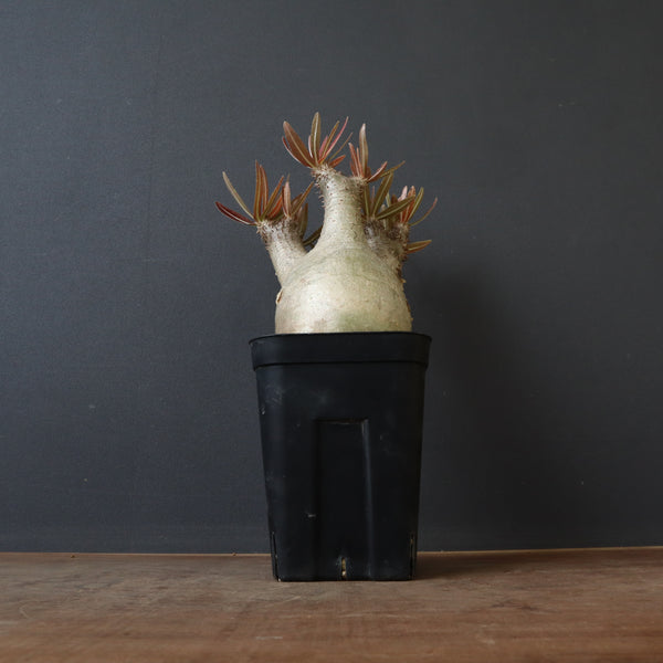 P.イノピナツム 2 – TaiShoDo ONLINE SHOP