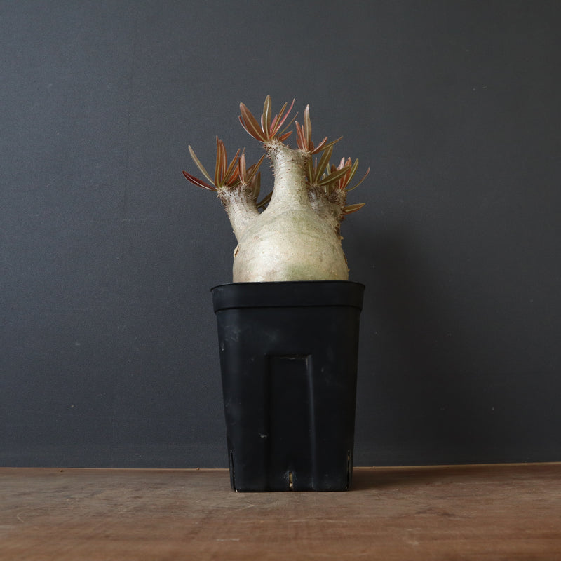 パキポディウム イノビナツム2頭レア P.イノピナツム 2 – TaiShoDo