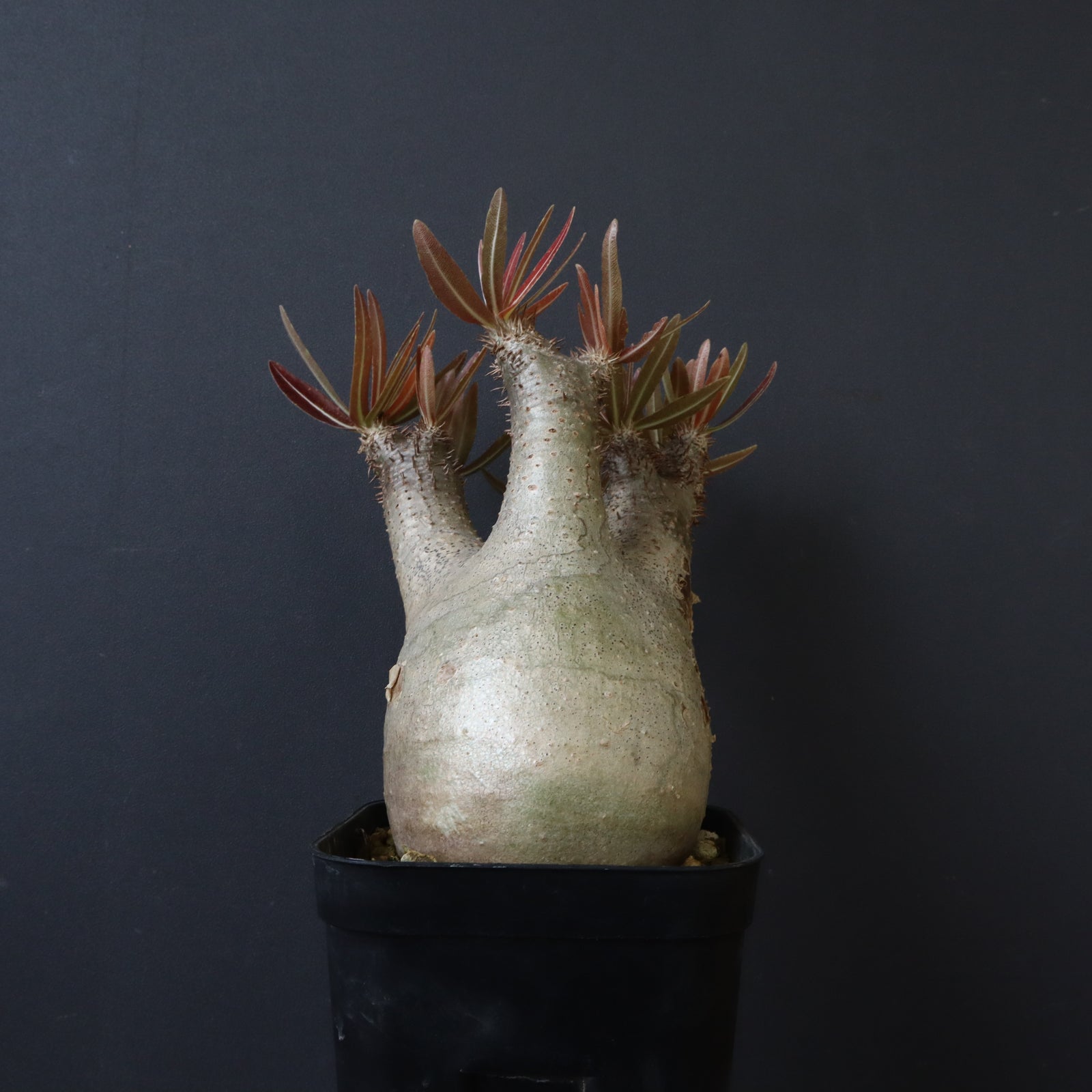 P.イノピナツム 2 – TaiShoDo ONLINE SHOP