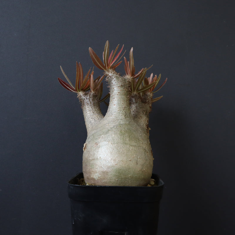 P.イノピナツム 2 – TaiShoDo ONLINE SHOP