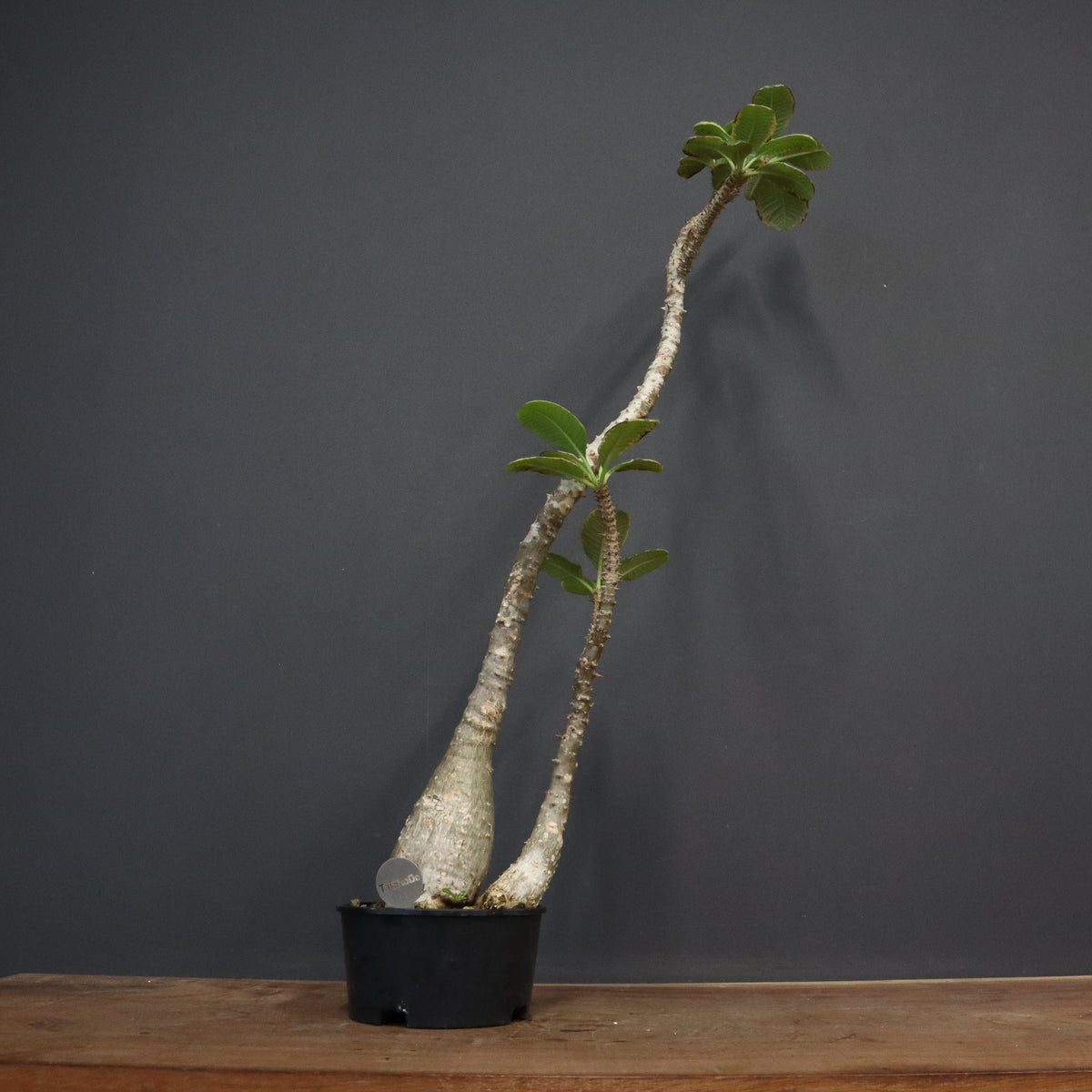 TaiShoDo ONLINE SHOP 塊根植物 多肉植物通販