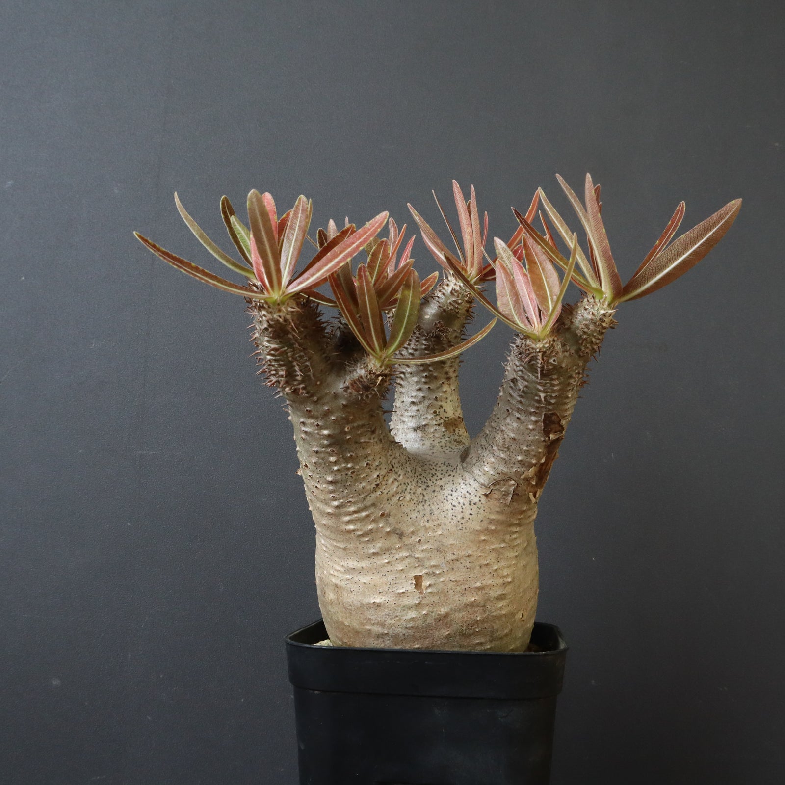 P.イノピナツム 2 – TaiShoDo ONLINE SHOP