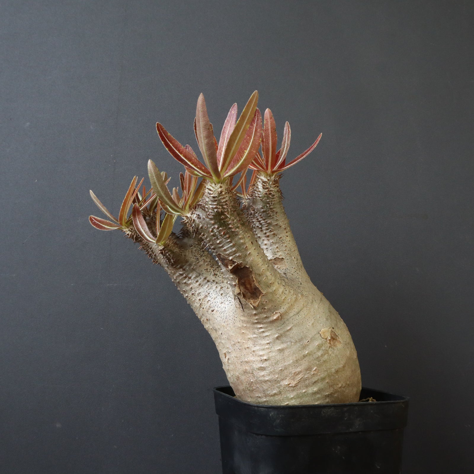 パキポディウム  イノピナツム パキポディウム・イノピナツム | trigger