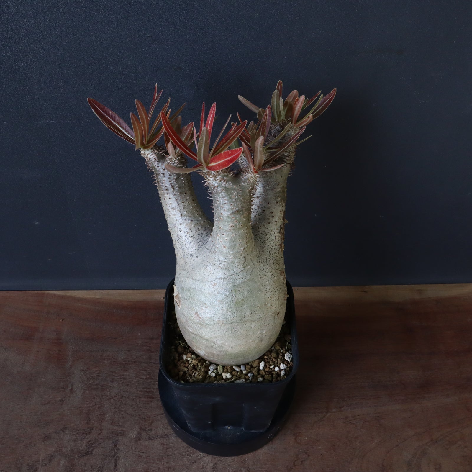 パキポディウム　イノビナツム2頭レア P.イノピナツム 2 – TaiShoDo ONLINE SHOP