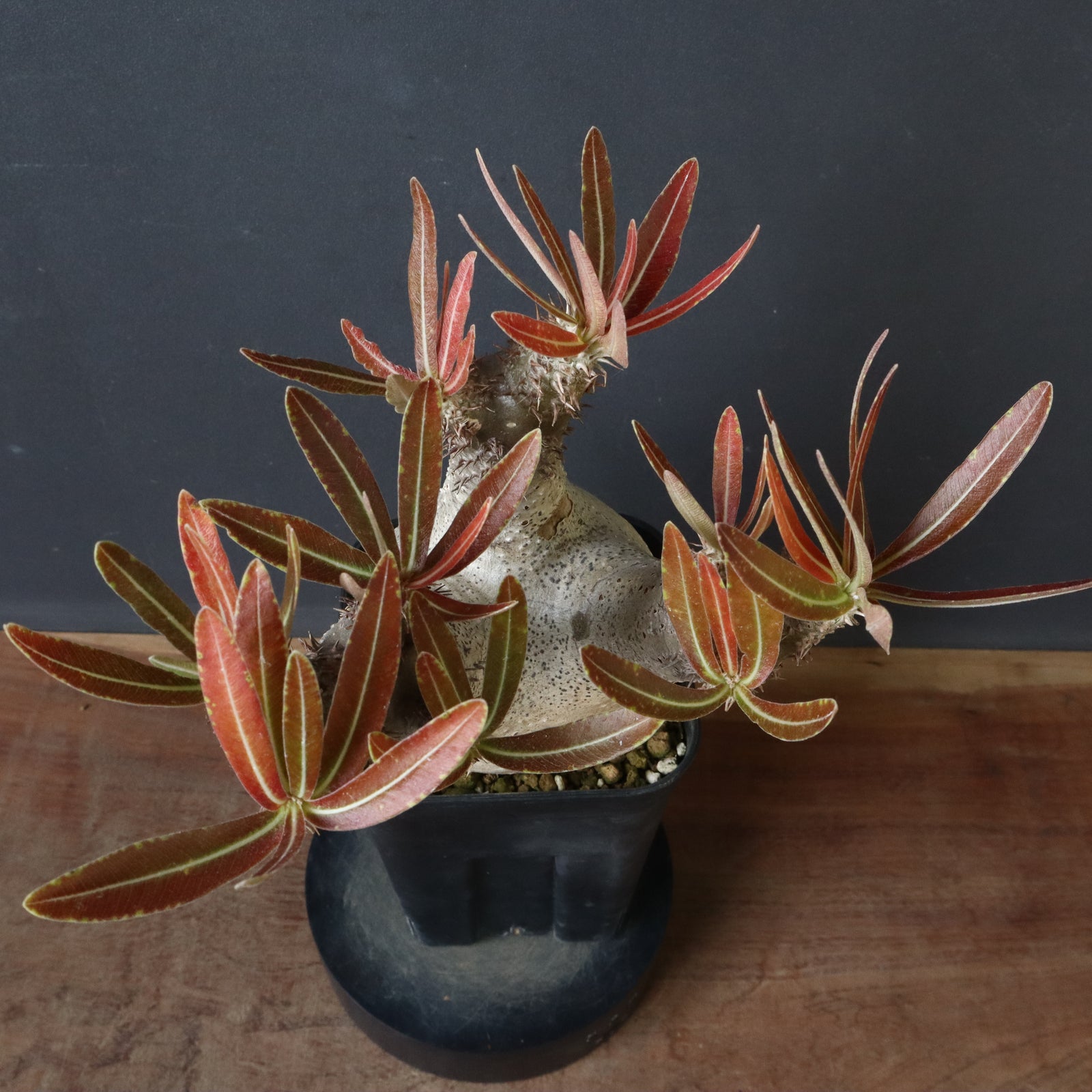 大得価 パキポディウム イノピナツム 2頭イノピナツム 激レア 白肌