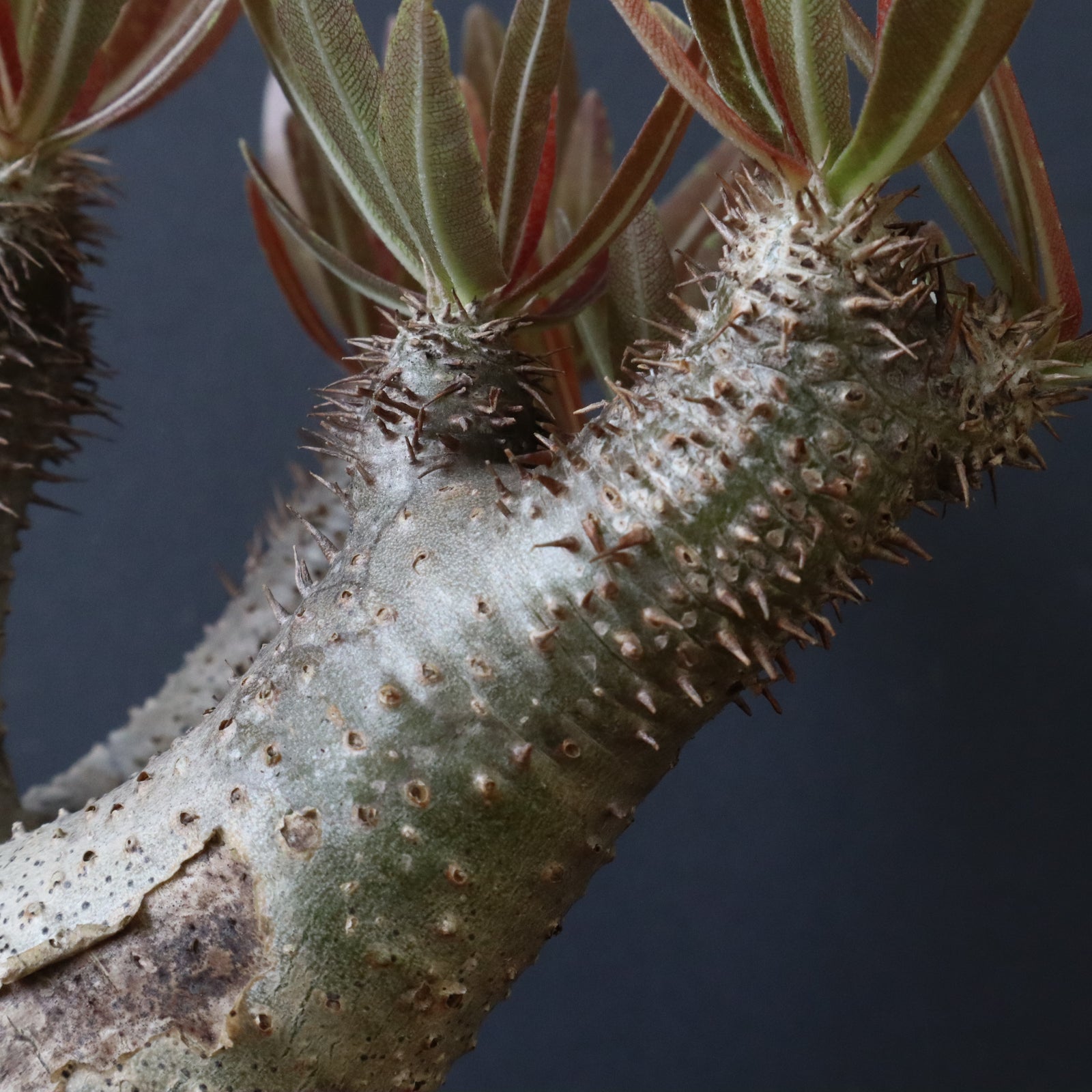 P.イノピナツム 2 – TaiShoDo ONLINE SHOP