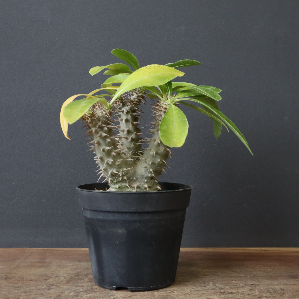 新商品 – 3ページ目 – TaiShoDo ONLINE SHOP