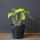 P.マカイエンセ （実生）24