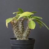 P.マカイエンセ （実生）24